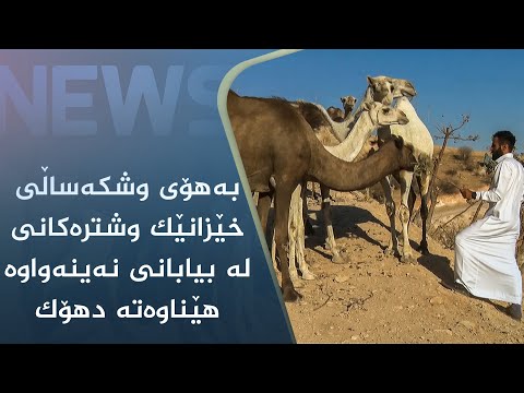بەڤیدیۆ.. بەھۆی وشکەساڵی خێزانێک وشترەکانی لە بیابانی نەینەواوە ھێناوەتە دھۆک