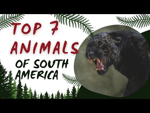 Animals of South America: Top 7 amazing endemic fauna of the continent