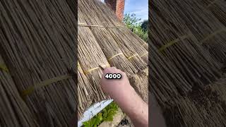 Download lagu How This Ancient Roof Technique Remains Effective 🤯 (@thethatchingguy) mp3 Download lagu How This Ancient Roof Technique Remains Effective 🤯 (@thethatchingguy) mp3