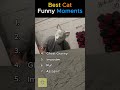 Ranking The Funniest Cat Reactions Part 2 Shorts Ranking Cats