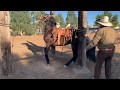 Horse Dancing Caballo Bailando