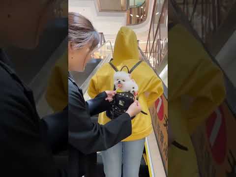 Cute Puppy lovely  Care #short #4897