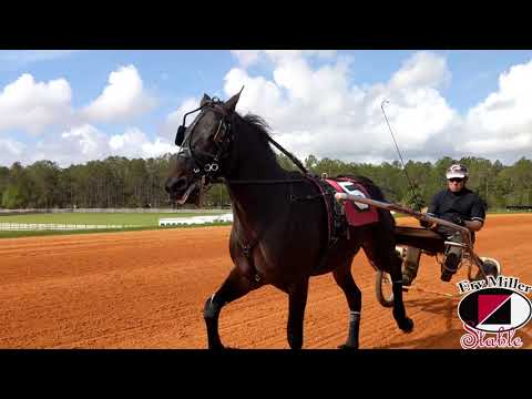 TrotCast Erv Miller Stable: 2 Year Olds In Training Part 1