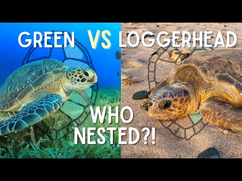 Loggerhead or Green....do YOU know the difference?!