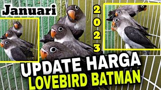 Download lagu Update Harga Lovebird Batman Bulan Januari 2023 mp3