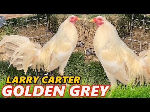 Larry Carter Golden Greys - Beautiful Birds GREY ROCK FARM