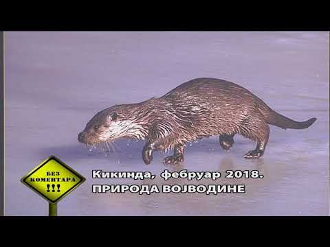 Bez komentara RTS 15. februar 2018.