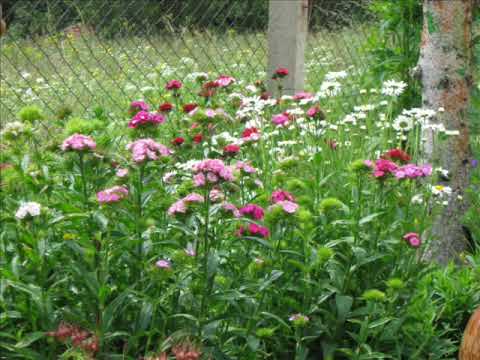 Bora Spasić - Tri put mi čukna na pendžer