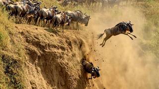 ÁFRICA SELVAGEM E MIGRAÇÕES MORTAIS [Documentários]