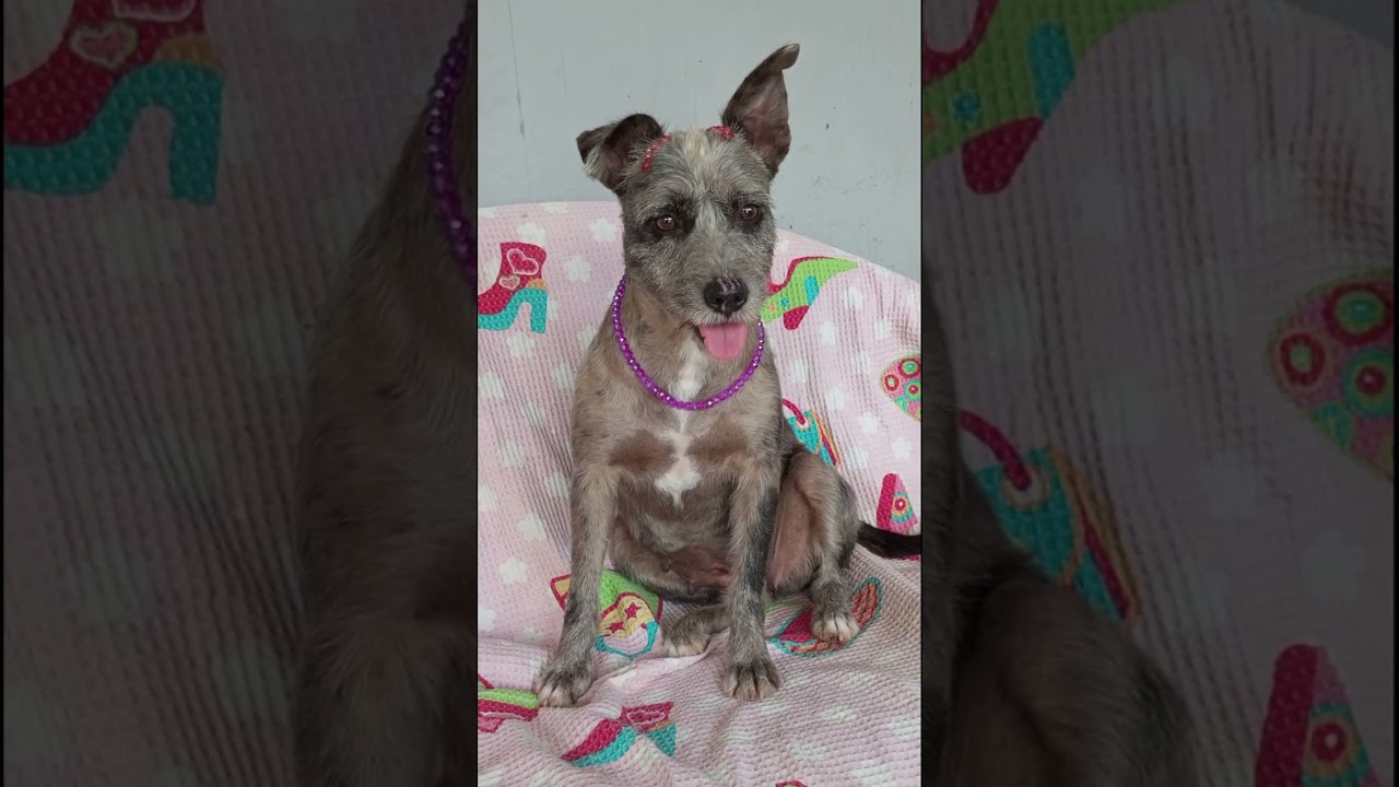 Cachorro raça SRD-ViraLata idade 3 anos nome Flora