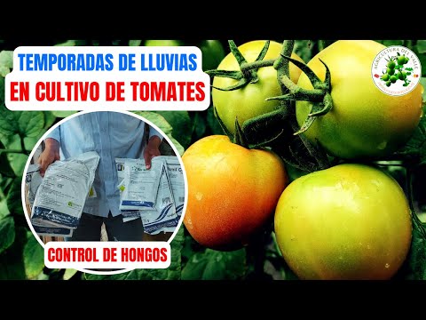 , title : 'Control De Hongos, Invernaderos En Temporadas De Lluvias - CULTIVO DE TOMATES'