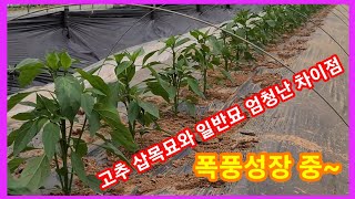 고추 삽목묘와 일반묘의 엄청난 차이점  고추모종 심기한지 23일차~고추 재배방법 솔림농원 비닐하우스 텃밭 주…