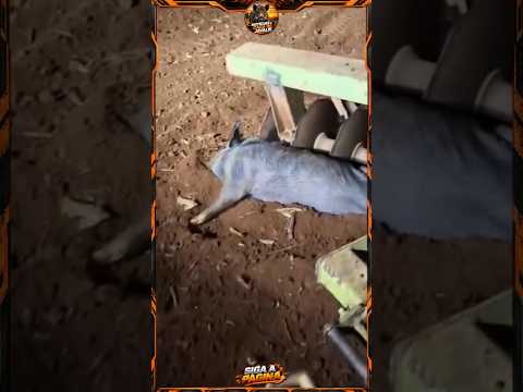 TRATOR ATINGE JAVAPORCOS DURANTE ARAGEM! AGRICULTOR É SURPREENDIDO POR UM BANDO