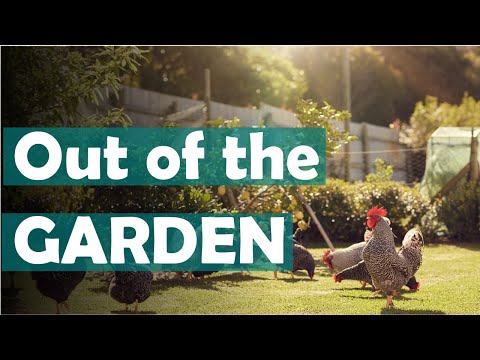 How to keep chickens out of your garden