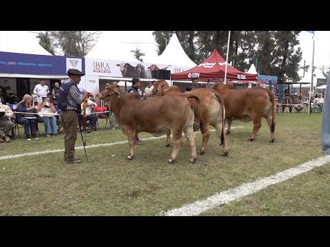Estancia "La Pelada" participó con ejemplares Brahman en ExpoBra 2025