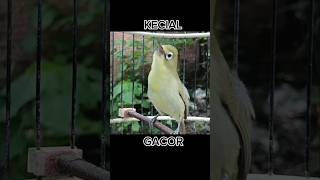 Download lagu SMALL YELLOW GACOR😲😲😲 #shorts mp3 Download lagu SMALL YELLOW GACOR😲😲😲 #shorts mp3