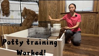 Potty training and Crate training | 小狗定点厕所训练成功啦🇺🇸美国泰迪宝宝