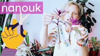 Tradescantia Nanouk Propagation And Pruning | Green Moments w/Juliette Ep #23