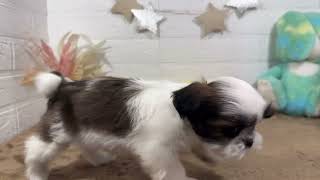 シーズーの動画01