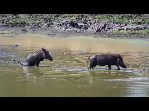 Djuma: Warthogs walk through dam water to have a wallow on other side - 12:13 - 05/06/19