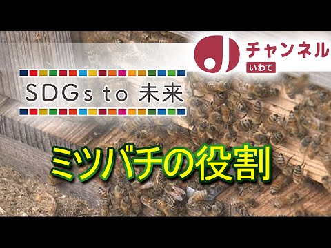 YouTube動画