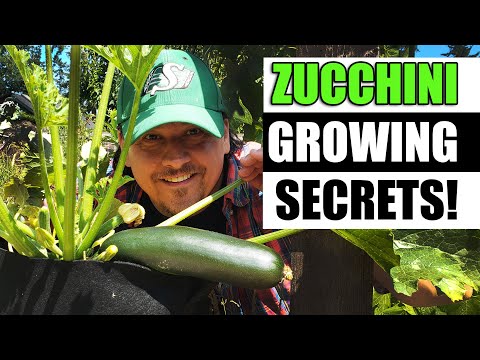 Growing Zucchinis The Right Way Part 1 of 3