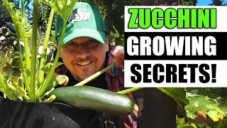 Zucchini Growing Tips For 2023