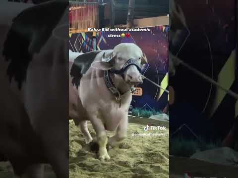 CRAZYNESS OF EiD#ul AZAh #cattlefarming #bull #bullrace #animals #breed #cowlover #cattlewomen