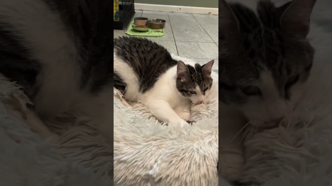 Enlarge Tial, a Adoptable Domestic Short Hair in East Brunswick, NJ video 6/6