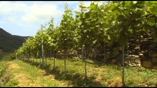 Blue Danube Cruise Wachau Vacation Travel Video Guide
