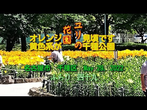 リリウム・バルビフェルム var.球根菌