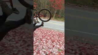 videos de risa con la bicicleta en las hojas