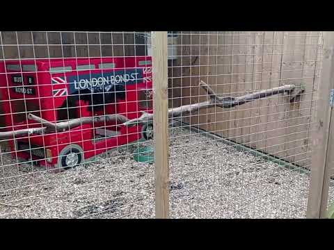 Common Raven: The Intelligent Trickster at Bridlington Animal Park Yorkshire the UK