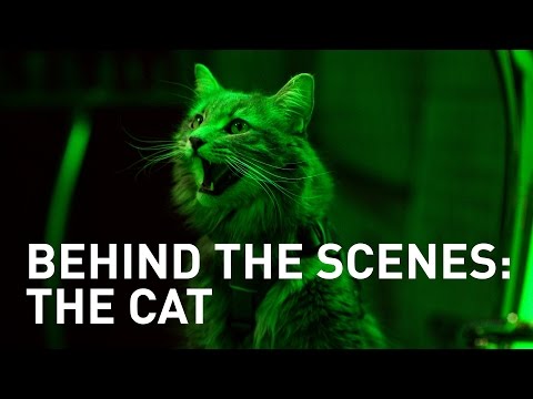Behind The Scenes: The Cat Drop - Rule The Living Room