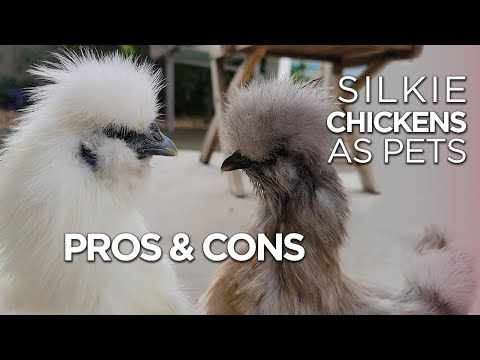 , title : 'All About Silkies as Pets | Pros & Cons'