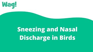 Sneezing and Nasal Discharge in Birds | Wag!