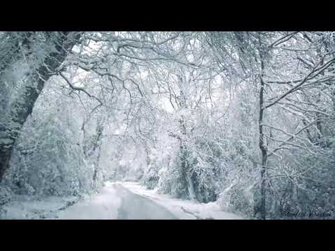 Blizzard Sounds for Sleep Relaxation  Staying Cool  Snowstorm Sounds  Howling Wind in the Forest睡眠音乐