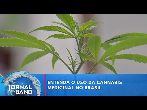 Entenda o uso da cannabis medicinal no Brasil
