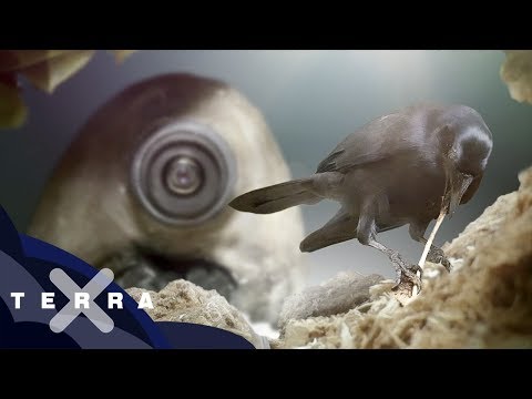 Intelligenzbestie Krähe – Tierroboter filmen