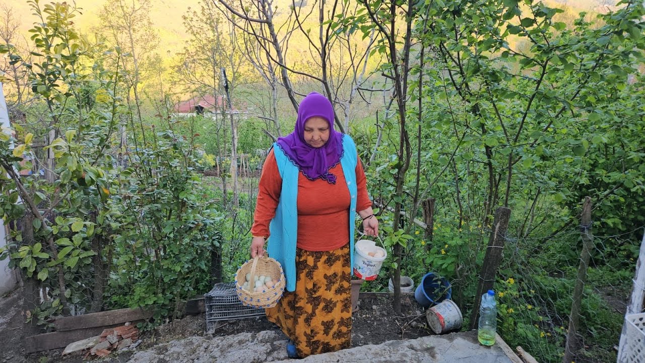 ‼️ HURMAYI AŞILATTIK  NİĞDEDEN KULUÇKA MAKİNESİ GELDİ‼️