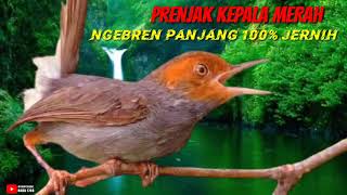 Download lagu #VIRAL PRENJAK KEPALA MERAH BETINA. DURASI PANJANG mp3