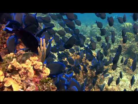 Cryopreserving and reviving fish embryos