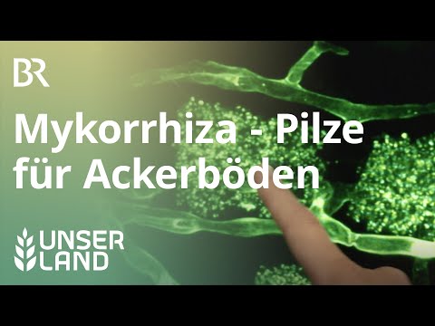 Mykorrhiza: Mit Pilzen den Boden verbessern | Unser Land | BR Fernsehen