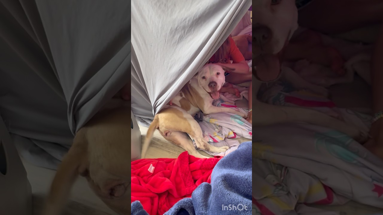 Baby, a Adoptable Pit Bull Terrier in Gainesville, VA video 4/6