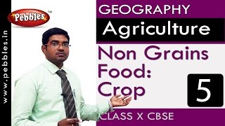 Non Grains Food: Crops| Agriculture | Geography | CBSE Class 10 Social Sciences