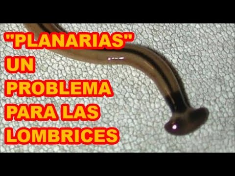 Malysheva sobre el té contra los parásitos Como envenenar las lombrices a los niños 1 año