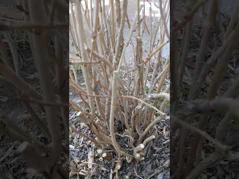 アジサイを地面に剪定する