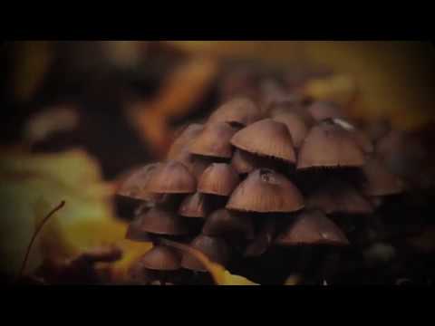 Understanding fungi: the giants of the soil