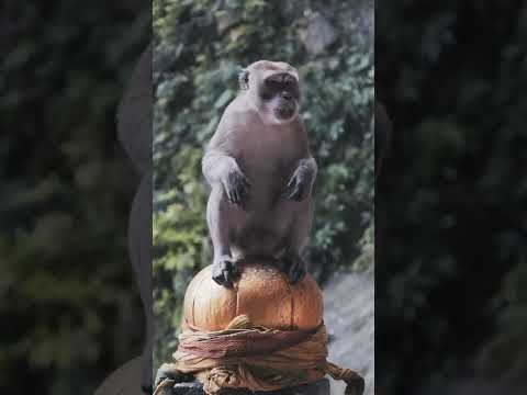 Visit Kuala Lumpur #travel #malaysia #visitmalaysia #kualalumpur #malaysiatravel #trending