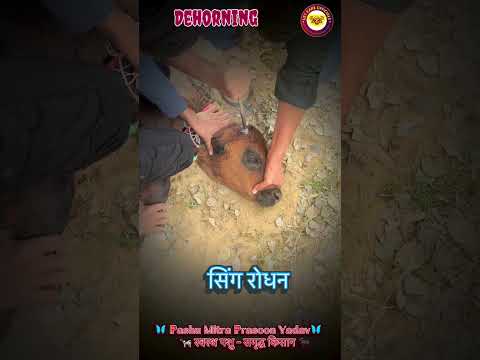 Dehorning #baffalo #buffalo #comedy #viral